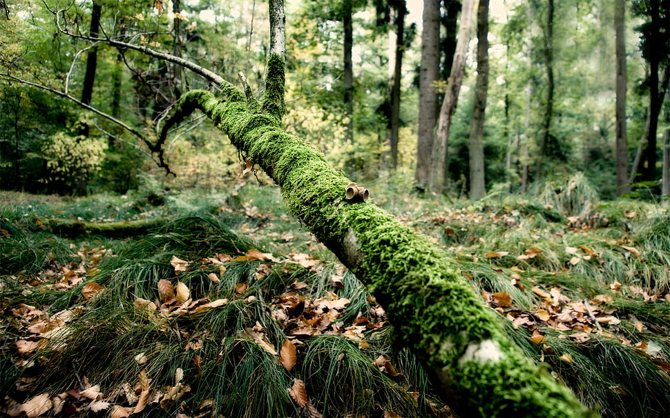 green moss covered trees in a forest during daytime HD wallpaper