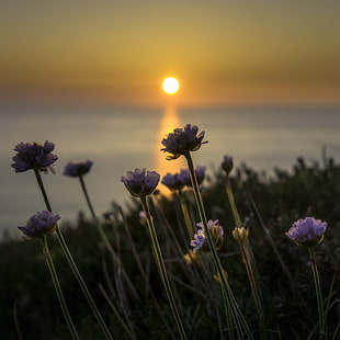 shallow focus photography of pruple flower during sunset