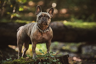 adult gray French bulldog HD wallpaper