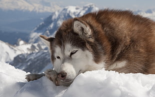black and white Alaskan Malamute, dog