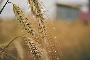 field, agriculture, raindrops, corn