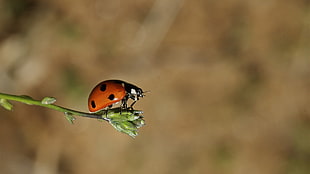 selective focus photography of ladybug on flower bud