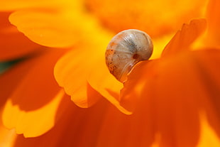 snail on orange petal flower macro photography, marigold