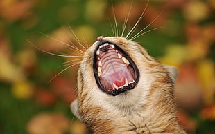 brown tabby kitten yawning HD wallpaper