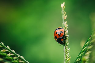 red and black ladybird on wheat HD wallpaper