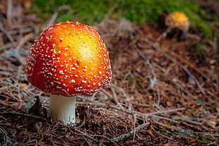 orange and yellow mushroom HD wallpaper