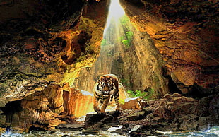 Bengal tiger, tiger, cave, sunlight, nature