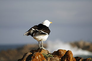 white and black seagull on rock