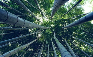 green bamboo trees, bamboo, wood