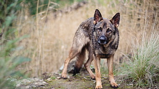 adult black and tan German shepherd, animals, dog, depth of field