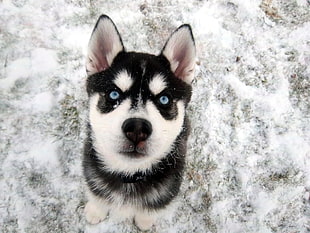 black and white Siberian husky puppy, Siberian Husky , blue eyes, snow, animals