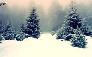 green pine trees, snow, winter, mist, trees