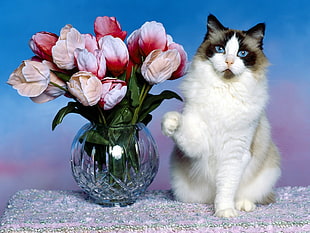 white and brown cat sitting beside pink Tulips in vase