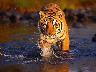 Tiger on body of water during daytime HD wallpaper