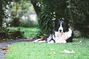 adult white and black Border Collie dog HD wallpaper
