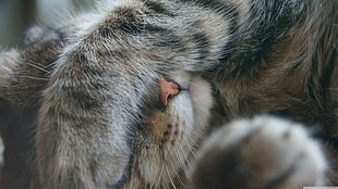silver tabby cat, cat, sleeping, hiding, paws