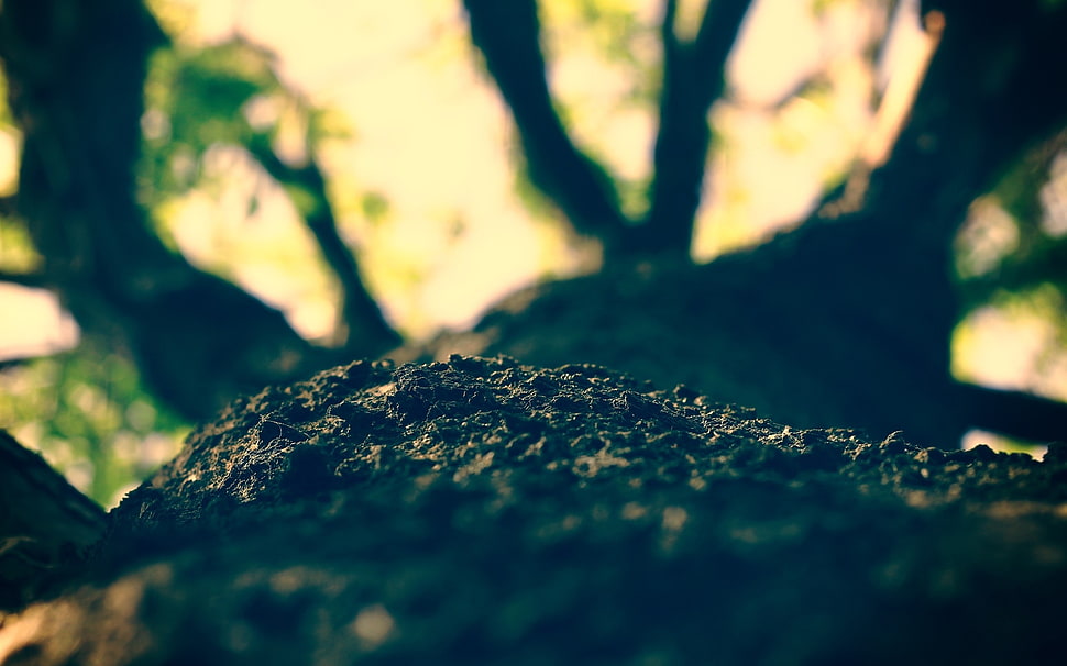 Bark,  Light,  Shadow,  Tree HD wallpaper