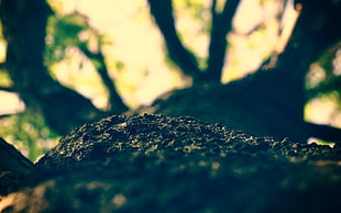 Bark,  Light,  Shadow,  Tree