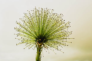 shallow focus photography of green dandelion HD wallpaper