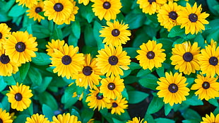 shallow focus photography of yellow sunflowers HD wallpaper