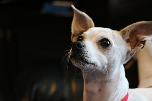 closeup photo of fawn Chihuahua