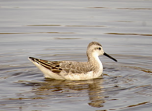 gray and white duck in body of water photo, phalarope
