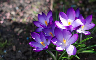 purple flowers in tilt shift lens photography