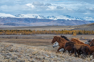 brown and white horses, Altai Mountains, nature, landscape, animals