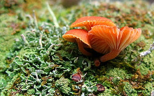 orange seaweed in closeup photo