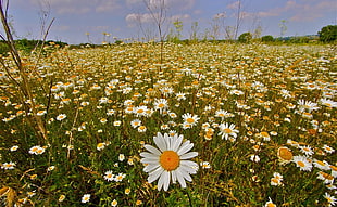white-and-yellow sunflower field