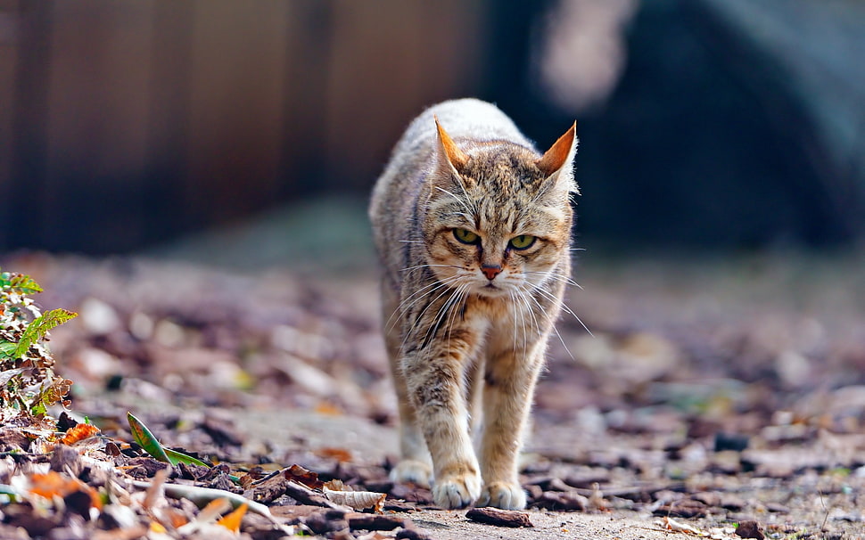 silver tabby cat HD wallpaper