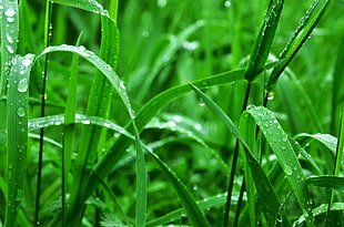 close-up photography of green grasses