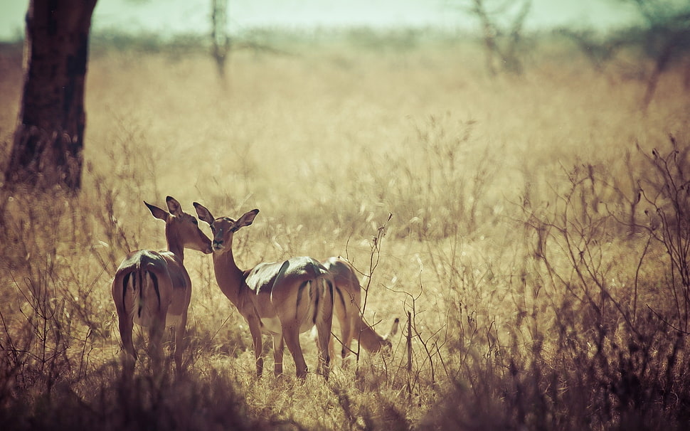 two brown deers on grass lawn HD wallpaper