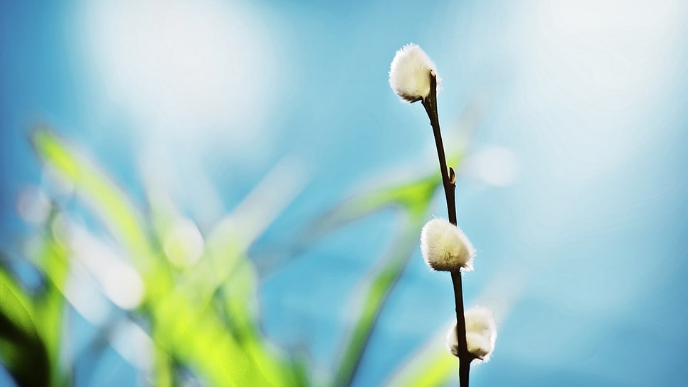 white dandeliion stilt shift lens photo HD wallpaper