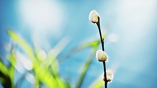 white dandeliion stilt shift lens photo HD wallpaper