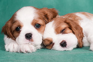 macro photography of two white and tan puppies