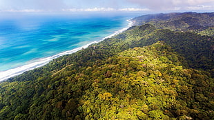 aerial photography of green island, nature, landscape, aerial view, beach