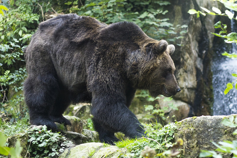 macro photography of black Bear HD wallpaper