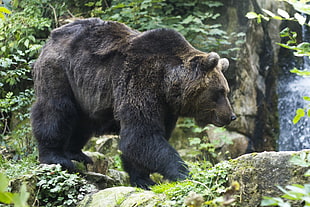 macro photography of black Bear