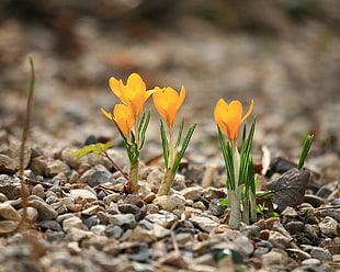 shallow focus photography of orange flowers