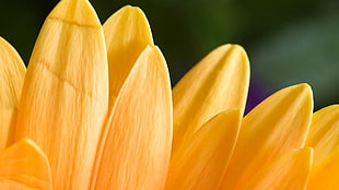 yellow flower tilt shift lens photography HD wallpaper