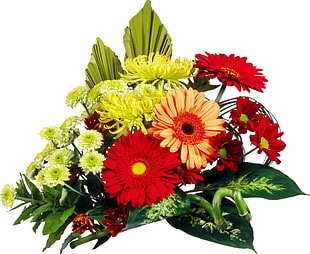green Mums and red Gerbera flowers