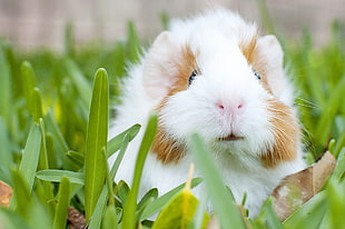 white and brown guinea pig on green grass