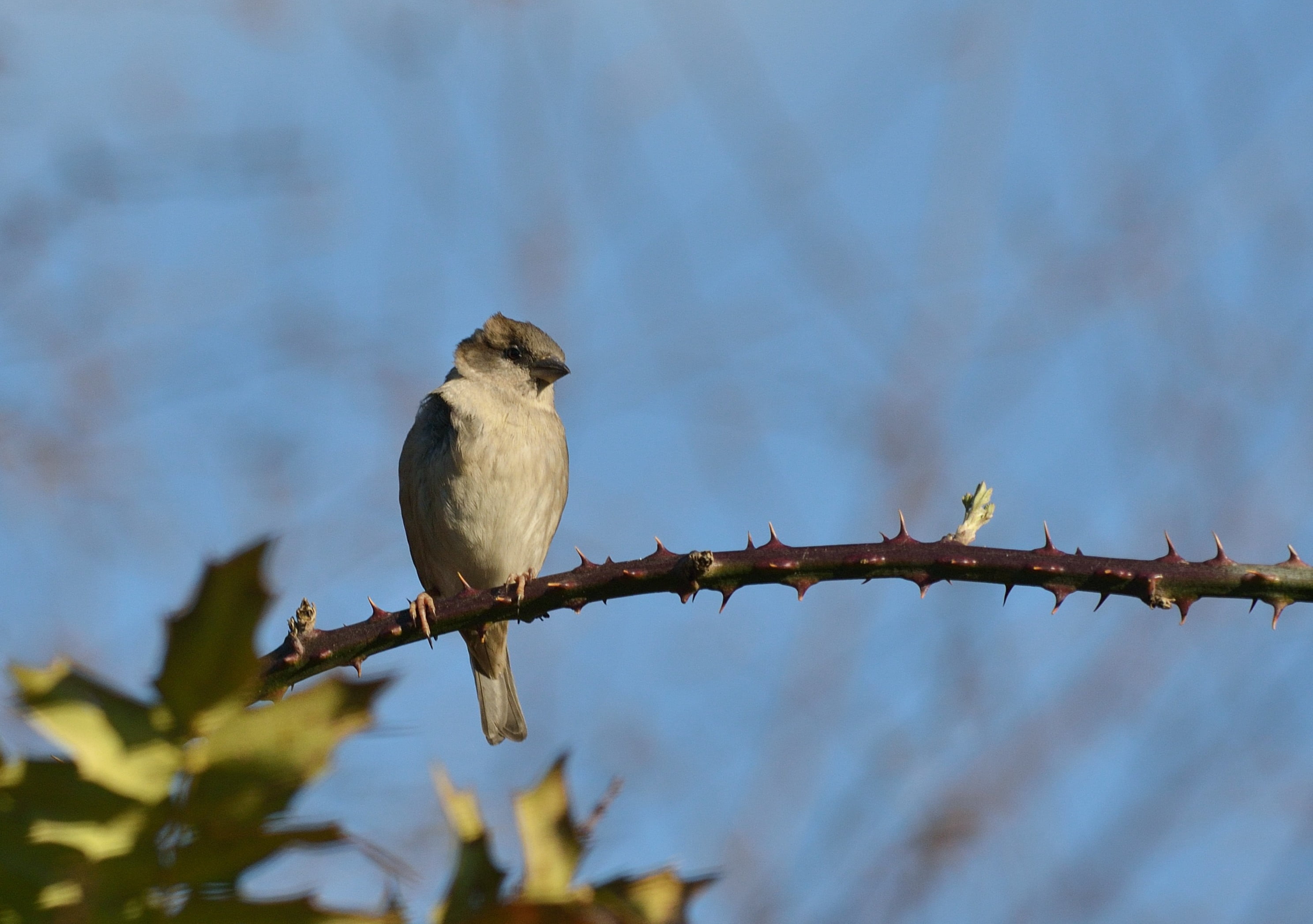 focus photography of white bird on spiky plant stem, chaffinch