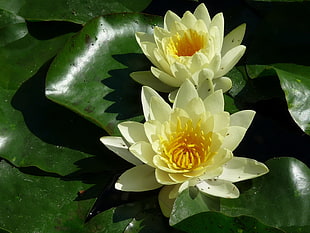 two white lotus flower HD wallpaper