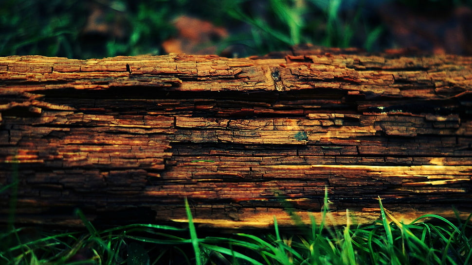 brown tree, wood, trees, tree stump HD wallpaper