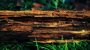 brown tree, wood, trees, tree stump
