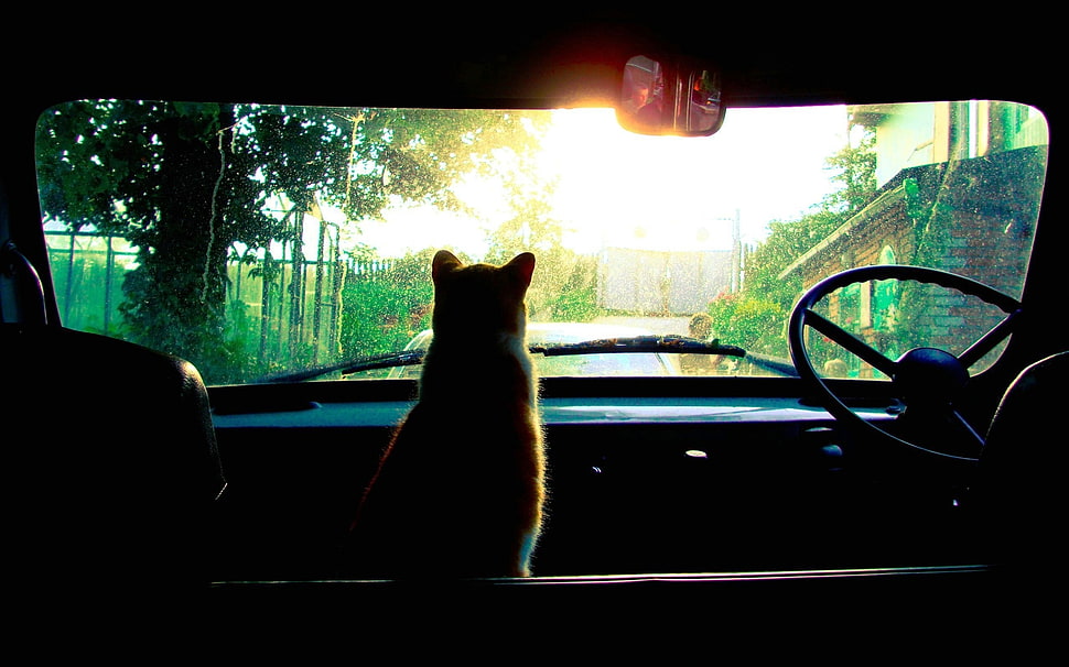 orange and white cat inside the car HD wallpaper