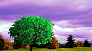 green leafed tree, nature, landscape, HDR, photo manipulation