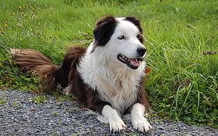 medium size long-coated white and brown dog lying on grass field close-up photo during daytime